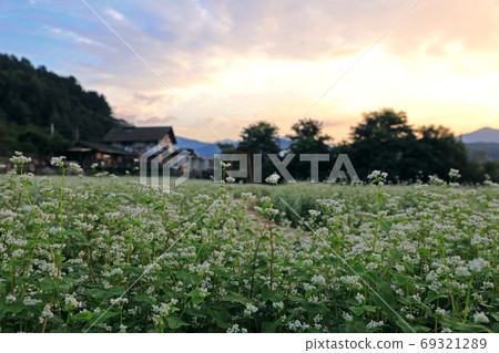 Bongpyeong Buckwheat Field Scenery 69321289