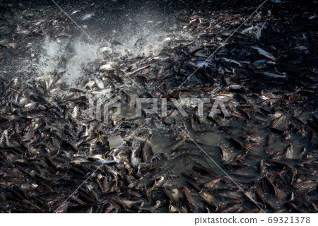 Pangasius and freshwater species in Asia are popular for food exports. Fish raised in a closed system Pangasius and freshwater species in Asia are popular for food exports. Fish raised in a closed system 69321378