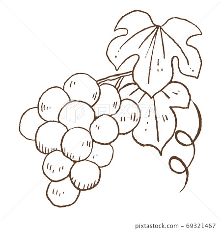 Retro and fashionable illustration material: Line art grapes 69321467