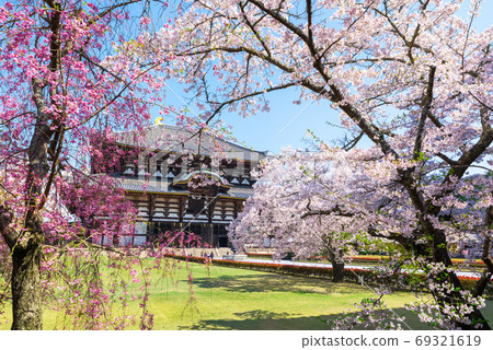 櫻花,東大寺和大佛堂/近藤的春天(奈良縣奈良市)2020年4月 櫻花,東大寺和大佛堂/近藤的春天(奈良縣奈良市)2020年4月 69321619