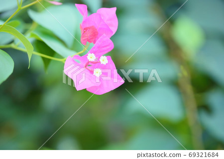 Bougainvillea flowers 69321684