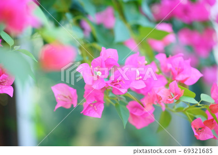 Bougainvillea flowers Bougainvillea flowers 69321685