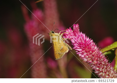 Celosia flower and Parnara guttata Celosia flower and Parnara guttata 69321729