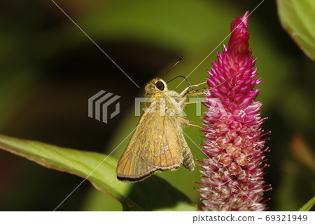 Celosia flower and Parnara guttata Celosia flower and Parnara guttata 69321949