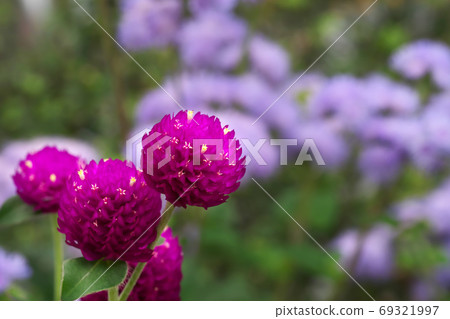 Sennichikou和Ageratum在城市公園盛開 Sennichikou和Ageratum在城市公園盛開 69321997