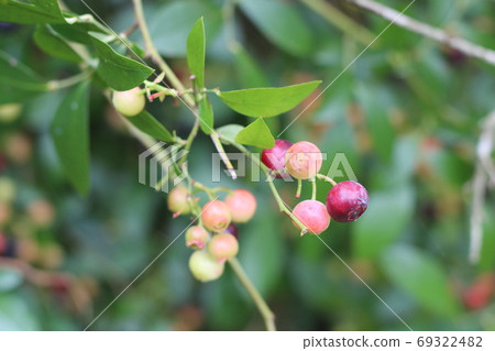 Lindera aggregata, which is a medicinal herb and is also used for vegetable dyeing 69322482