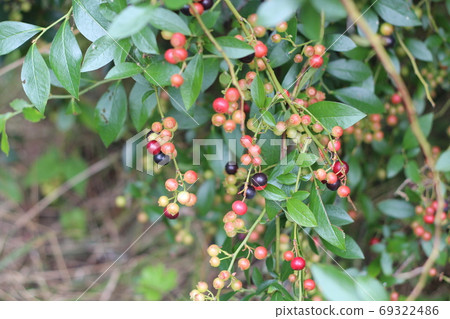 Lindera aggregata, which is a medicinal herb and is also used for vegetable dyeing 69322486