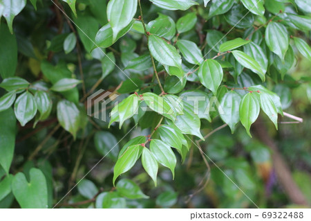 Lindera aggregata, which is a medicinal herb and is also used for vegetable dyeing 69322488