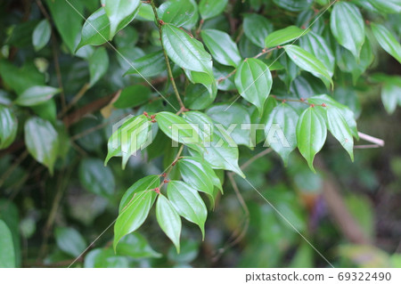 Lindera aggregata, which is a medicinal herb and is also used for vegetable dyeing 69322490