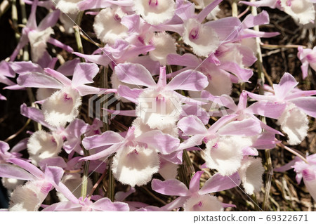pink dendrobium flowers blooming pink dendrobium flowers blooming 69322671