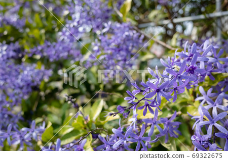 purple sandpaper vine flowers 69322675
