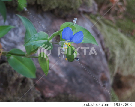 Commelina communis blooming beside a mossy rock 69322808