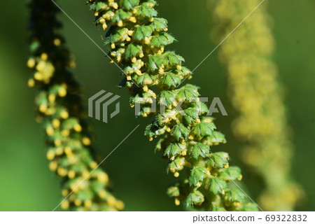 Ragweed (Ragweed) / The causative plant of autumn pollinosis 69322832