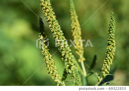 Ragweed (Ragweed) / The causative plant of autumn pollinosis Ragweed (Ragweed) / The causative plant of autumn pollinosis 69322833