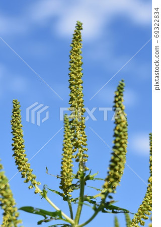 Ragweed (Ragweed) / The causative plant of autumn pollinosis 69322834