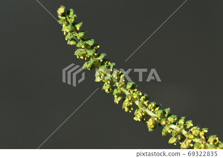 Butakusa(豬肉草)/秋季花粉病的致病植物 Butakusa(豬肉草)/秋季花粉病的致病植物 69322835