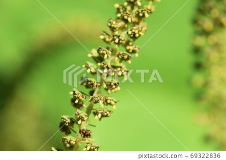 Ragweed (Ragweed) / The causative plant of autumn pollinosis 69322836