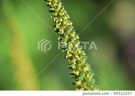 Butakusa（豬肉草）/秋季花粉病的致病植物 69322837