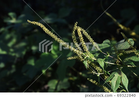Ragweed (Ragweed) / The causative plant of autumn pollinosis Ragweed (Ragweed) / The causative plant of autumn pollinosis 69322840