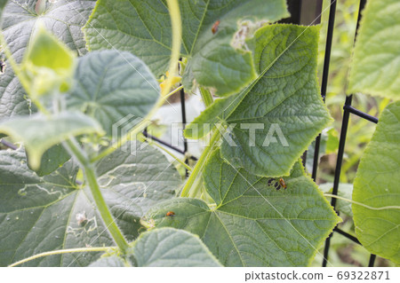 玉米根蟲 69322871