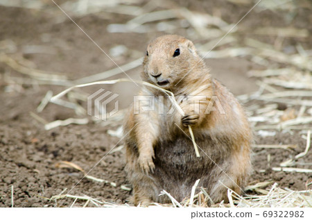 Prairie dog 69322982