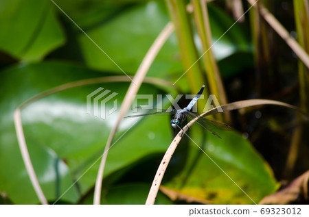 Dragonfly Dragonfly 69323012