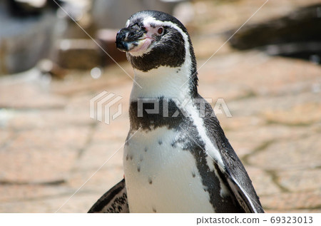 Penguin Penguin 69323013