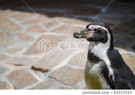 Penguin Penguin 69323014