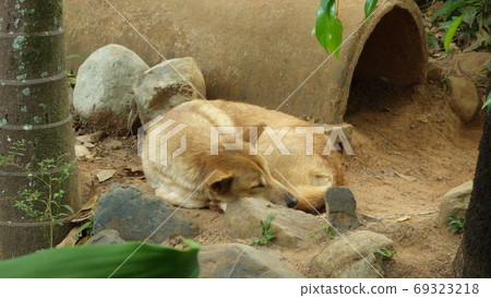[Australia] Dingo sleeping on the ground 69323218