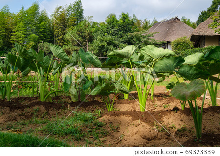 茅草的屋頂和satoimo 茅草的屋頂和satoimo 69323339