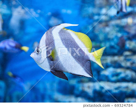 Butterfly fish Butterfly fish 69324784