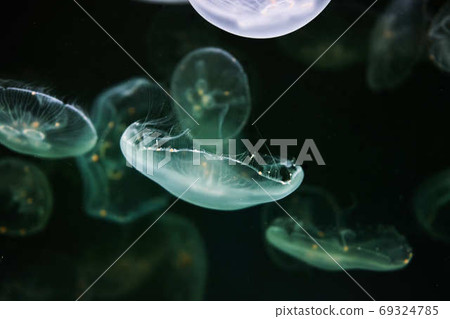jellyfish jellyfish 69324785