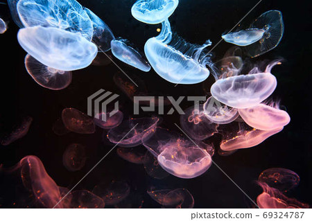 jellyfish jellyfish 69324787