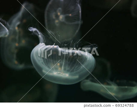 jellyfish jellyfish 69324788