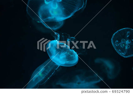 jellyfish jellyfish 69324790