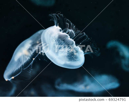 jellyfish jellyfish 69324791