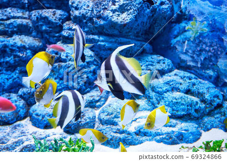 Butterfly fish Butterfly fish 69324866