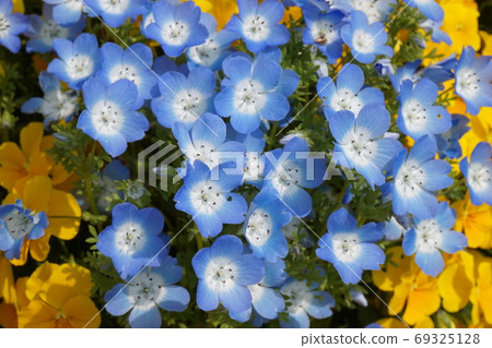 Spring Flower Field Spring Flower Field 69325128
