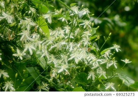 金銀花盛開:野花:河床景觀 金銀花盛開:野花:河床景觀 69325273