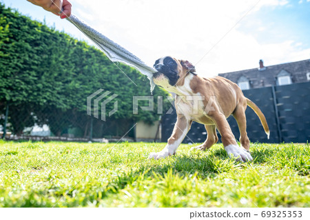 Playful young purebred golden german boxer dog puppy tugging on a towel in the garden Playful young purebred golden german boxer dog puppy tugging on a towel in the garden 69325353