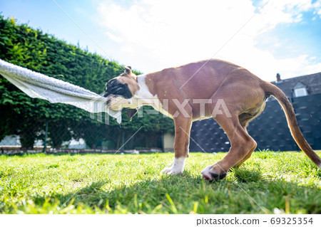 Playful young purebred golden german boxer dog puppy tugging on a towel in the garden Playful young purebred golden german boxer dog puppy tugging on a towel in the garden 69325354