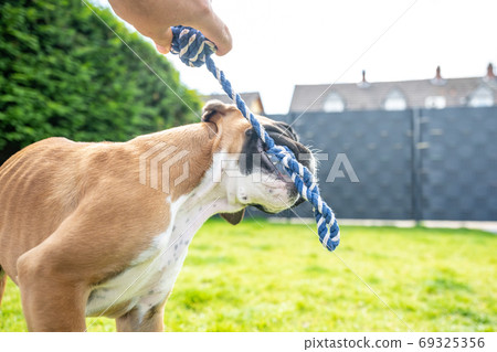 Playful young purebred golden german boxer dog puppy tugging on a towel in the garden Playful young purebred golden german boxer dog puppy tugging on a towel in the garden 69325356
