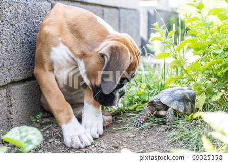 Greek land Turtle testudo marginata and purebreed german boxer Dog best friends in love in the garden 69325358