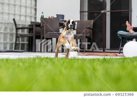 8 weeks young purebred golden german boxer dog puppy running and junping 8 weeks young purebred golden german boxer dog puppy running and junping 69325366