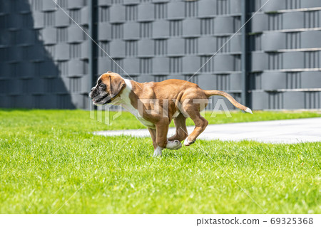 8 weeks young purebred golden german boxer dog puppy running and junping 69325368