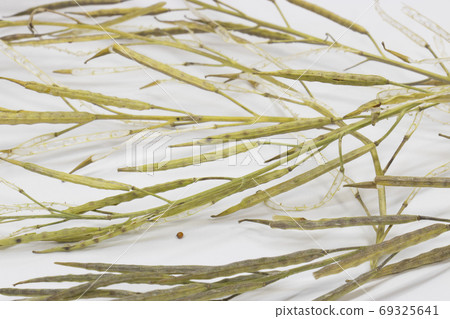 Mustard mustard Mustard mustard 69325641