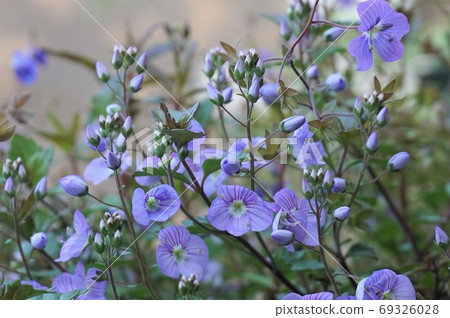 維羅妮卡水佩里藍 69326028