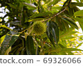 Autumn fruit (chestnut) 69326066
