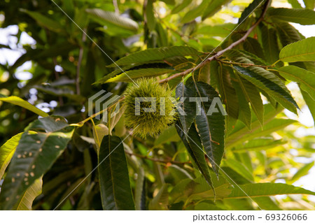 Autumn fruit (chestnut) Autumn fruit (chestnut) 69326066