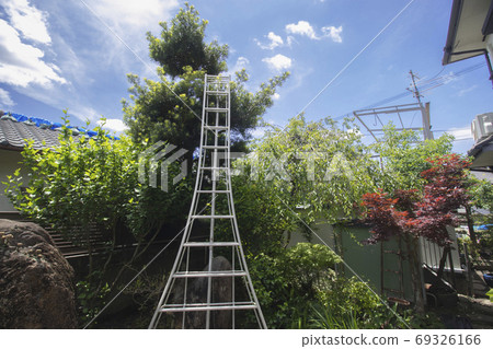 Pruning garden trees 69326166
